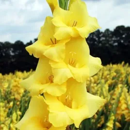 gladiolus-mieczyk-zolty-5-szt-cebulki-cebule-kwiaty