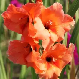 gladiolus-mieczyk-peter-pears-5-szt-cebulki-cebule-kwiaty