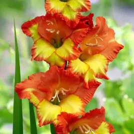 gladiolus-mieczyk-czerwono-zolty-50-szt-cebulki-cebule-kwiaty