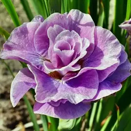 irys-sibirica-syberyjski-pink-parfait-1-szt-bylina-sadzonka-sadzonki