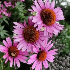 echinacea-jezowka-purpurea-ruby-giant-1-szt-bylina-sadzonka-sadzonki