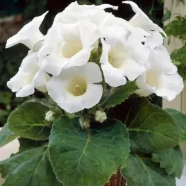 gloxinia-gloksynia-mont-blanc-1-szt-bylina-sadzonka-sadzonki