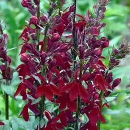lobelia-cardinalis-crimson-princess-1-szt-bylina-sadzonka-sadzonki