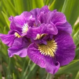 irys-sibirica-syberyjski-double-standard-1-szt-bylina-sadzonka-sadzonki