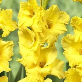 gladiolus-mieczyk-nova-lux-5-szt-cebulki-cebule-kwiaty