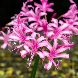 nerine-bowdenii-nerina-bowdena-1-szt-cebulki-cebule-kwiaty