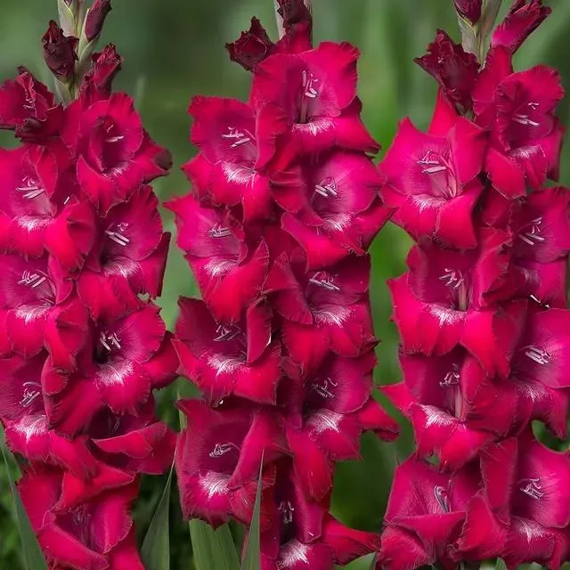 gladiolus-mieczyk-biskupi-5-szt-cebule-cebulki