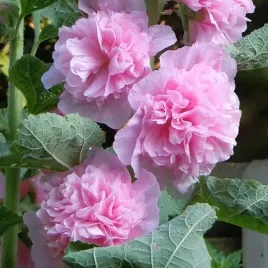 alcea-malwa-pelna-rozowa-1-szt-bylina-sadzonka-sadzonki