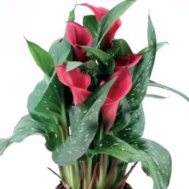 zantedeschia-kalla-kalia-red-charm-1-szt-cebule-cebulki
