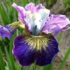 irys-sibirica-syberyjski-charming-billy-1-szt-bylina-sadzonka-sadzonki