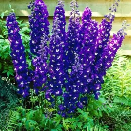 ostrozka-magic-fountain-dark-blue-white-bee-1-szt-bylina-sadzonka-sadzonki