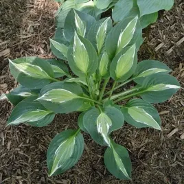 hosta-funkia-snake-eyes-1-szt-bylina-sadzonka-sadzonki