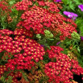 achillea-krwawnik-pospolity-paprika-1-szt-bylina-sadzonka-sadzonki