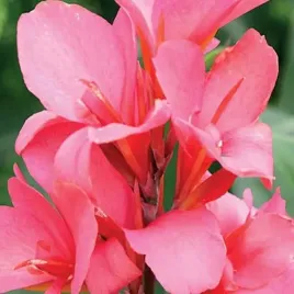 kanna-paciorecznik-city-of-portland-1-szt-bylina-sadzonka-sadzonki