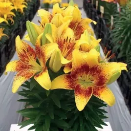 lilia-azjatycka-doniczkowa-tiny-nugget-1-szt-cebule-cebulki-lilii-lilie