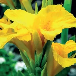 kanna-paciorecznik-richard-wallace-1-szt-bylina-sadzonka-sadzonki