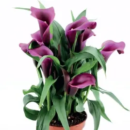 zantedeschia-kalla-kalia-paco-1-szt-cebule-cebulki