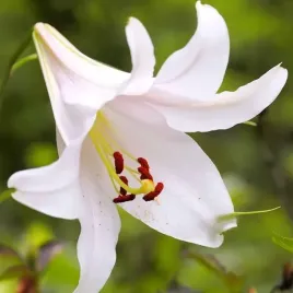 lilia-trabkowa-regale-album-1-szt-cebulki-cebule-lilii