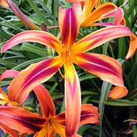 hemerocallis-liliowiec-tigereye-spider-1-szt-sadzonka-bylina-klacze