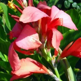 kanna-paciorecznik-pfitzer-s-shell-pink-1-szt-bylina-sadzonka-sadzonki