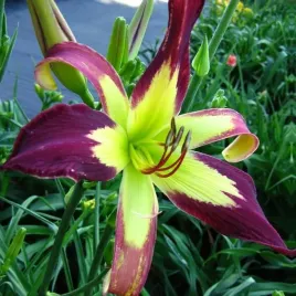 hemerocallis-liliowiec-applique-1-szt-sadzonka-bylina-klacze