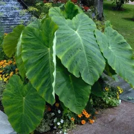 colocasia-esculenta-kolokazja-jadalna-1-szt-cebula-cebulka