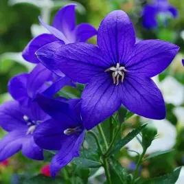 platycodon-rozwar-wielkokwiatowy-mariesii-1-szt-bylina-sadzonka-sadzonki