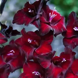 gladiolus-mieczyk-bambino-pescara-5-szt-cebulki-cebule-kwiaty