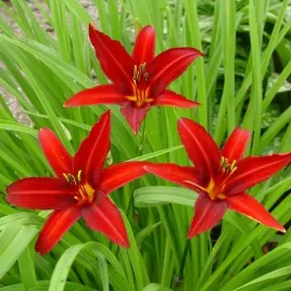 hemerocallis-liliowiec-crimson-pirate-1-szt-bylina-sadzonka-sadzonki