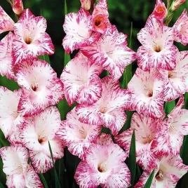 gladiolus-mieczyk-my-love-5-szt-cebulki-cebule-kwiaty