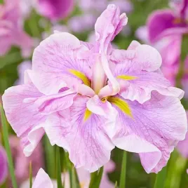 irys-ensata-dinner-plate-tub-tim-grob-1-szt-bylina-sadzonka-sadzonki