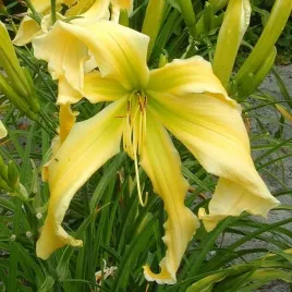 liliowiec-heavenly-flight-of-angels-1-szt-sadzonka-bylina-klacze