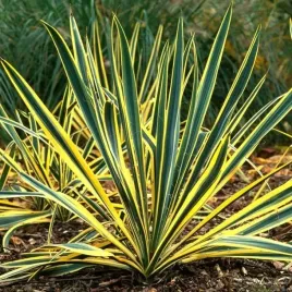 yucca-juka-karolinska-bright-edge-1-szt-bylina-sadzonka-sadzonki