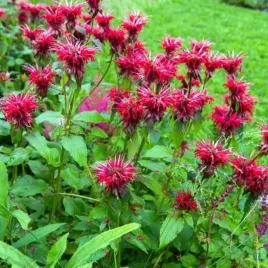 monarda-pysznoglowka-cambridge-scarlet-1-szt-bylina-sadzonka-sadzonki
