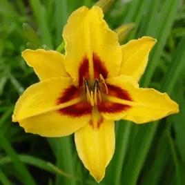 hemerocallis-liliowiec-bonanza-1-szt-sadzonka-bylina-klacze