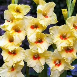 gladiolus-mieczyk-albandeira-5-szt-cebulki-cebule-kwiaty