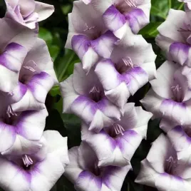 gladiolus-mieczyk-bambino-condor-pasa-5-szt-cebulki-cebule-kwiaty