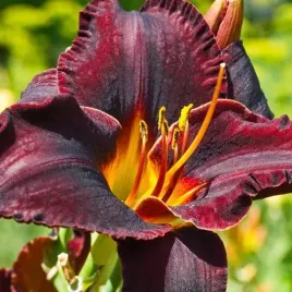 hemerocallis-liliowiec-super-purple-1-szt-sadzonka-bylina-klacze