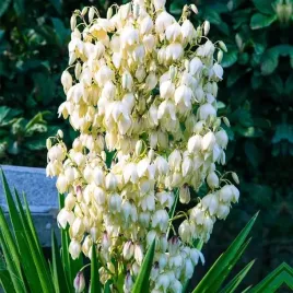 yucca-filamentosa-juka-karolinska-1-szt-bylina-sadzonka-sadzonki