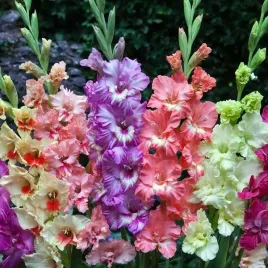 mieczyk-karbowany-egzotyczny-mieszanka-mix-50-szt-cebulki-cebule-kwiaty