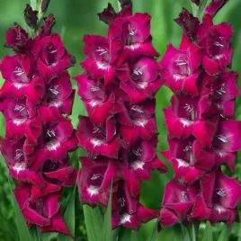 gladiolus-mieczyk-biskupi-50-szt-cebule-cebulki
