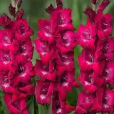 gladiolus-mieczyk-biskupi-50-szt-cebule-cebulki-czas-sadzenia-sadzone-wiosna-wykopywanie-na-zime