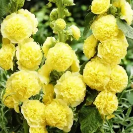 alcea-malwa-pelna-zolta-1-szt-bylina-sadzonka-sadzonki