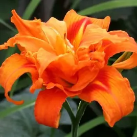 hemerocallis-liliowiec-double-orange-1-szt-sadzonka-bylina-klacze