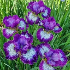 irys-sibirica-syberyjski-something-shocking-1-szt-bylina-sadzonka-sadzonki