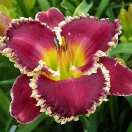 hemerocallis-liliowiec-bettylen-1-szt-bylina-sadzonka-sadzonki