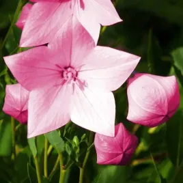 platycodon-rozwar-wielkokwiatowy-shell-pink-1-szt-sadzonka-sadzonki