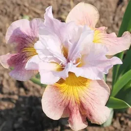 irys-sibirica-syberyjski-sandy-river-belle-1-szt-bylina-sadzonka-sadzonki