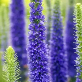 veronica-spicata-przetacznik-niebieski-1-szt-bylina-sadzonka-sadzonki