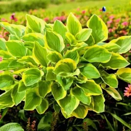 hosta-funkia-golden-tiara-1-szt-bylina-sadzonka-sadzonki